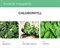 Фито успокаивающая маска MISSHA Phytochemical Skin Supplement Sheet Mask (Chlorophyll/ AC Care) - фото 9502